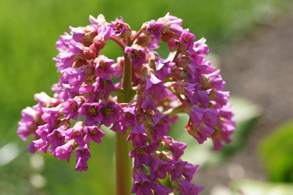 Bergenia Cordifolia.JPG