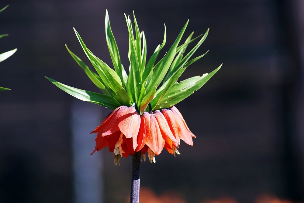 Fritillaria-Eduardii.jpg