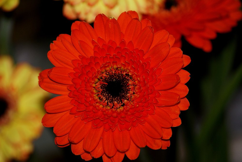 Gerbera.JPG