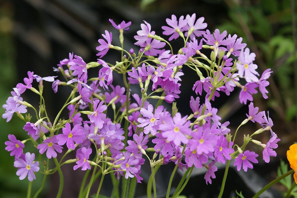 Hoher Wiesenknopf.JPG