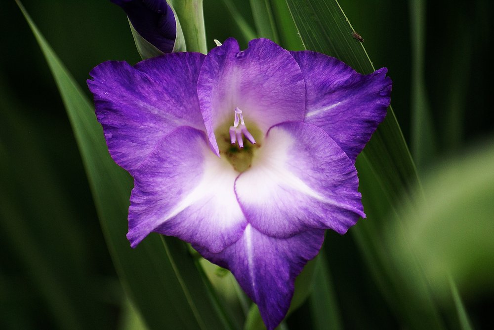 Iris-blau.JPG