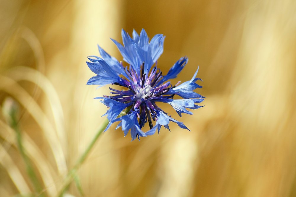 Kornblume.jpg
