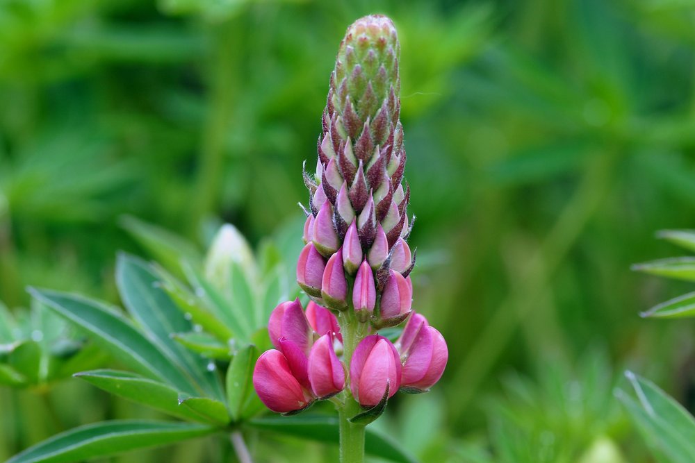 Lupine-1.JPG