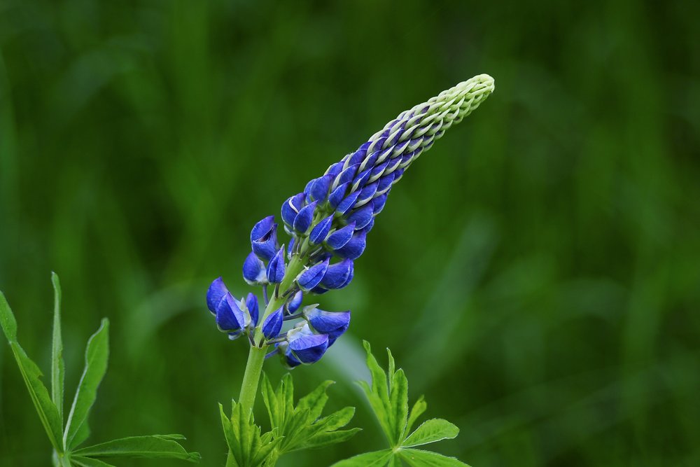 Lupine.jpg