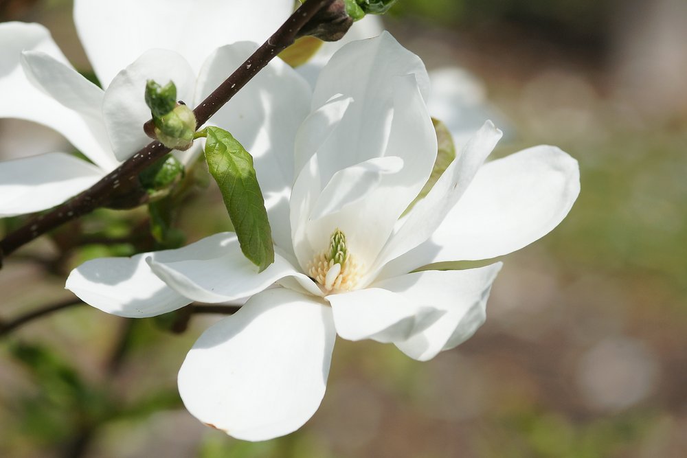 Magnolia Loebneri.JPG