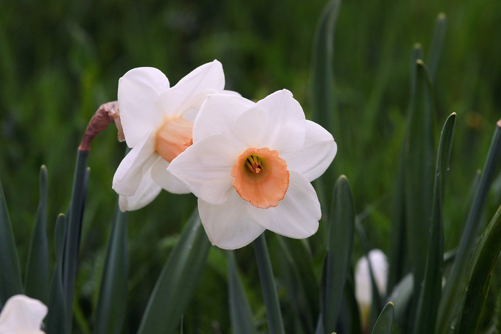 Narcissus-FRAGRANT-Rose.JPG