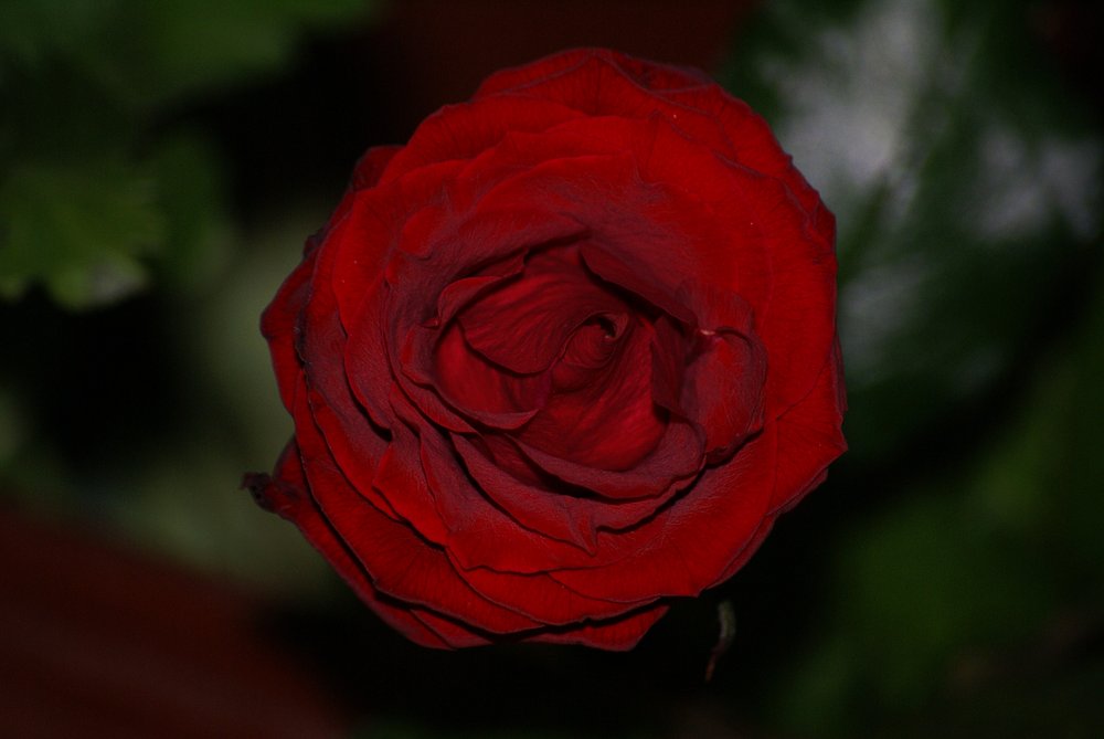Rose-2.JPG