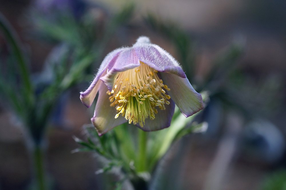 Slawische Kchenschelle.JPG