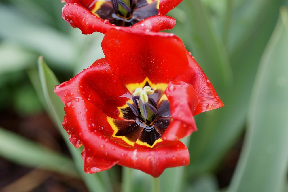 Tulpe-2.JPG