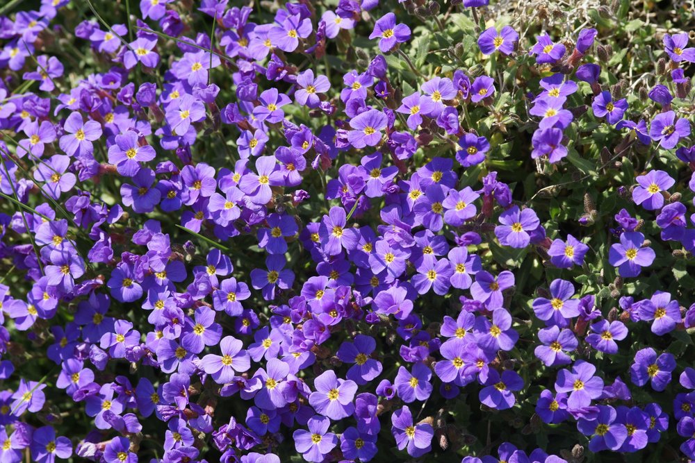 gro�e Fetthenne.JPG