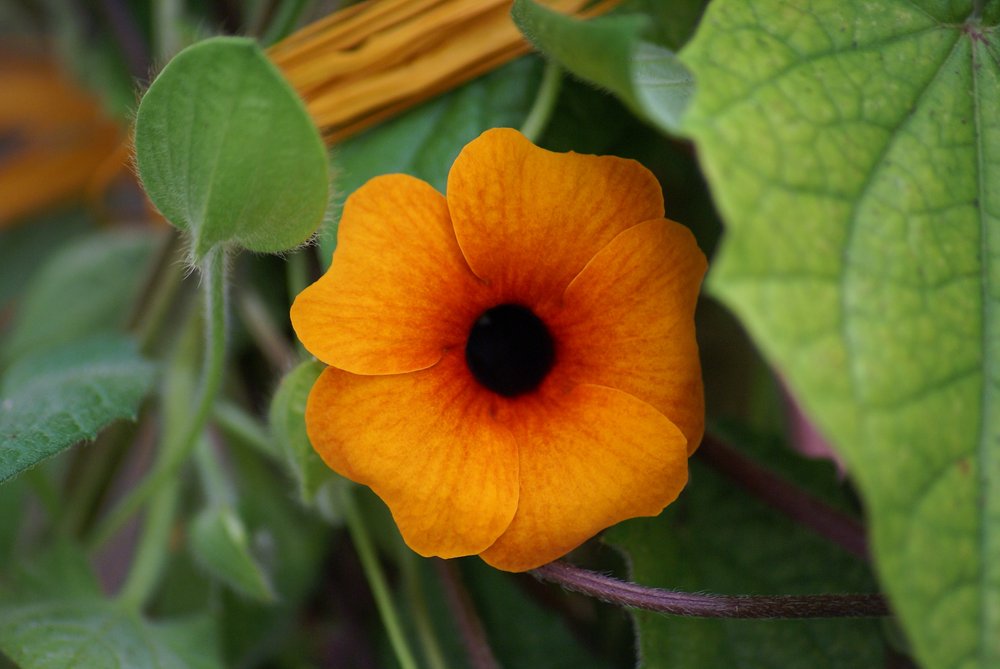 schwarzugige Susanne.JPG