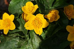 Caltha Palustris.JPG