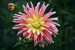 Dahlie.JPG