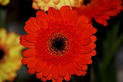 Gerbera.JPG
