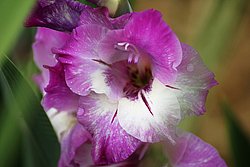 Gladiole-1.JPG