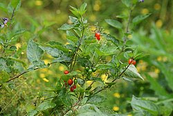 Hagebutten.jpg