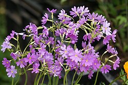 Hoher Wiesenknopf.JPG