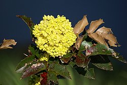 Mahonia Aquifolium.jpg