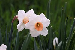 Narcissus-FRAGRANT-Rose.JPG