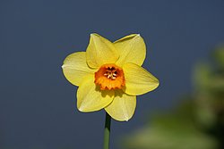 Narcissus-IPI-TOMBI.JPG
