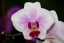 Orchidee-1.JPG