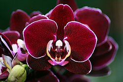 Orchidee-5.JPG