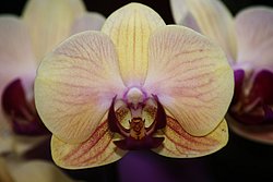 Orchidee-7.JPG