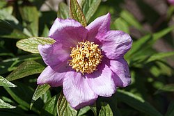 Paeonia-Mairei.JPG