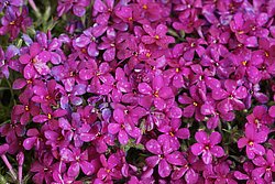 Polster-Phlox.JPG
