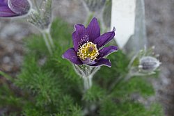 Pulsatilla Regeliana.JPG