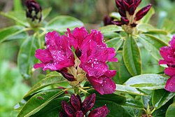 Rhododemdron-1.JPG