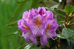 Rhododemdron.JPG