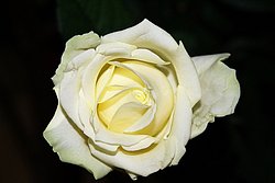 Rose-3.jpg
