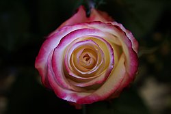 Rose-5.JPG