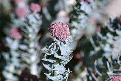 Sedum Stevenianium.JPG