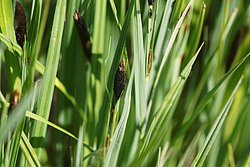 Sumpf-Segge.JPG