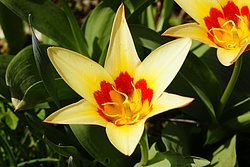 Tulpe-1.JPG