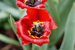 Tulpe-2.JPG