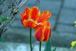 Tulpe-4.JPG