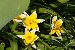 Wild-Tulpe.jpg