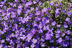 gro�e Fetthenne.JPG