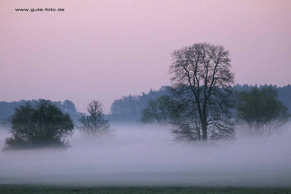 Bodennebel-01.jpg