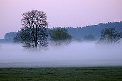 Bodennebel-02.JPG