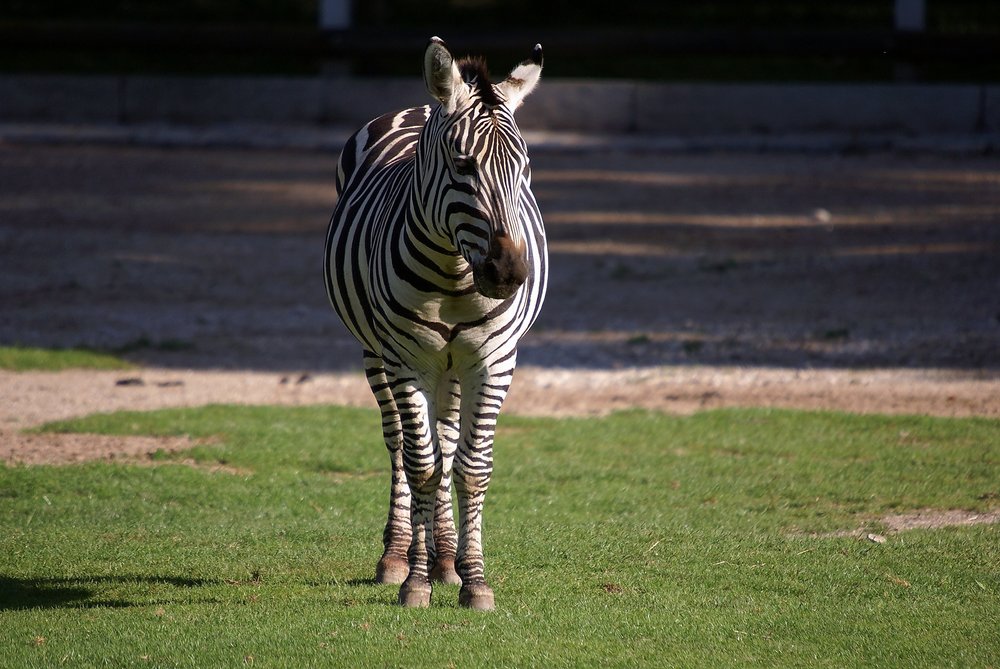 Böhmzebra-2.jpg
