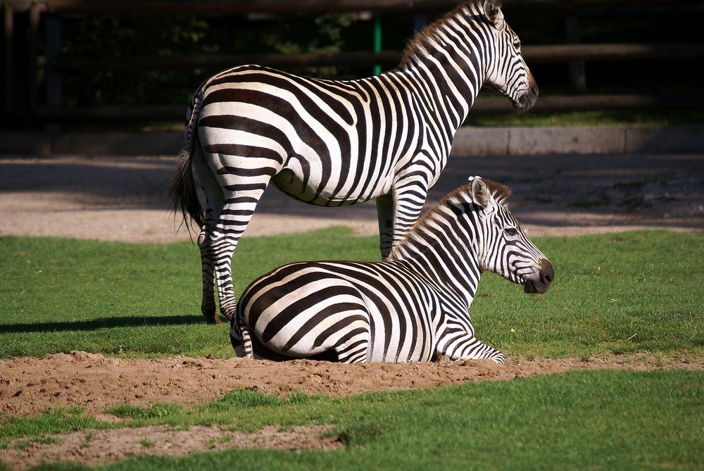 Böhmzebra-3.jpg