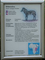 B�hmzebra-1.JPG