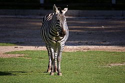 B�hmzebra-2.jpg