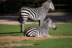 B�hmzebra-3.jpg
