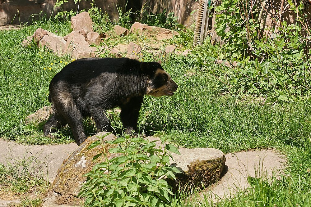Brillenbaer-001.jpg