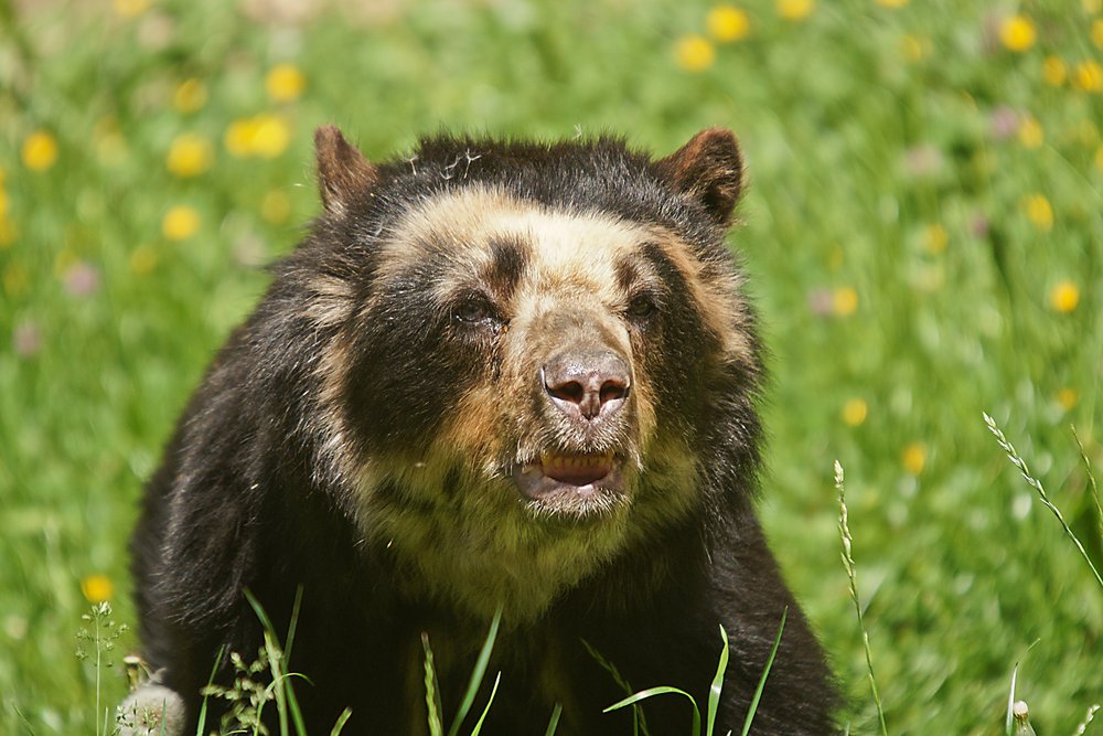 Brillenbaer-005.jpg